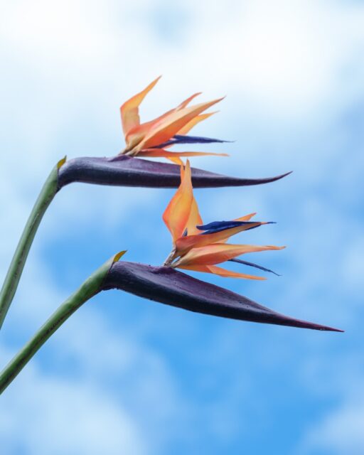 We’ve heard your request and Birds of Paradise have landed! Can you guess which is silk and which is fresh floral? Let us know